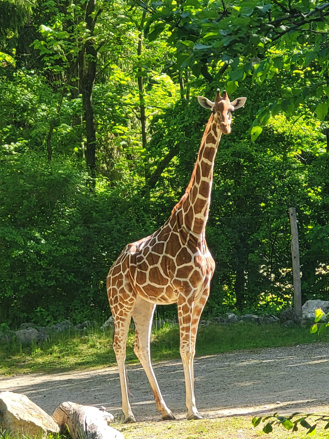 Tierpark_4