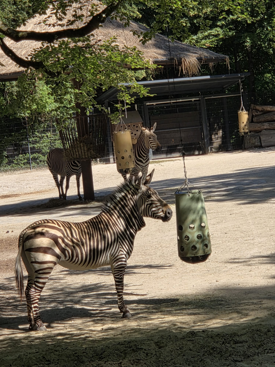 Tierpark_4